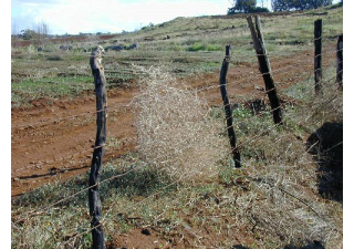 Illustration for article titled Barbed Wire's Dark, Deadly History